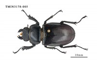 藏品(台灣深山鍬形蟲)的圖片